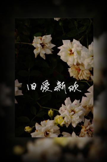 总统请离婚